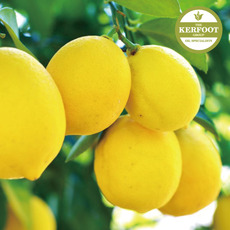레몬 에센셜 오일(Lemon e.o)
