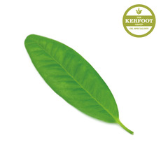 클로브리프 에센셜오일(Clove Leaf Oil)
