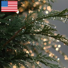 미국 FFS 프래그런스오일 측백나무