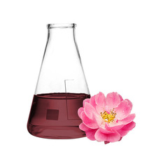 로즈힙 꽃 추출물(rosa chanina flower extract)