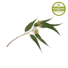 유칼립투스 에센셜오일 (eucalyptus e.o)